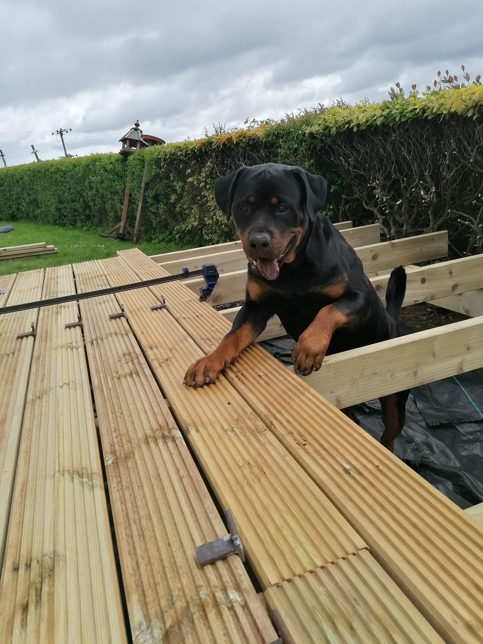 Deck build with Leo the rottweiler - view 1